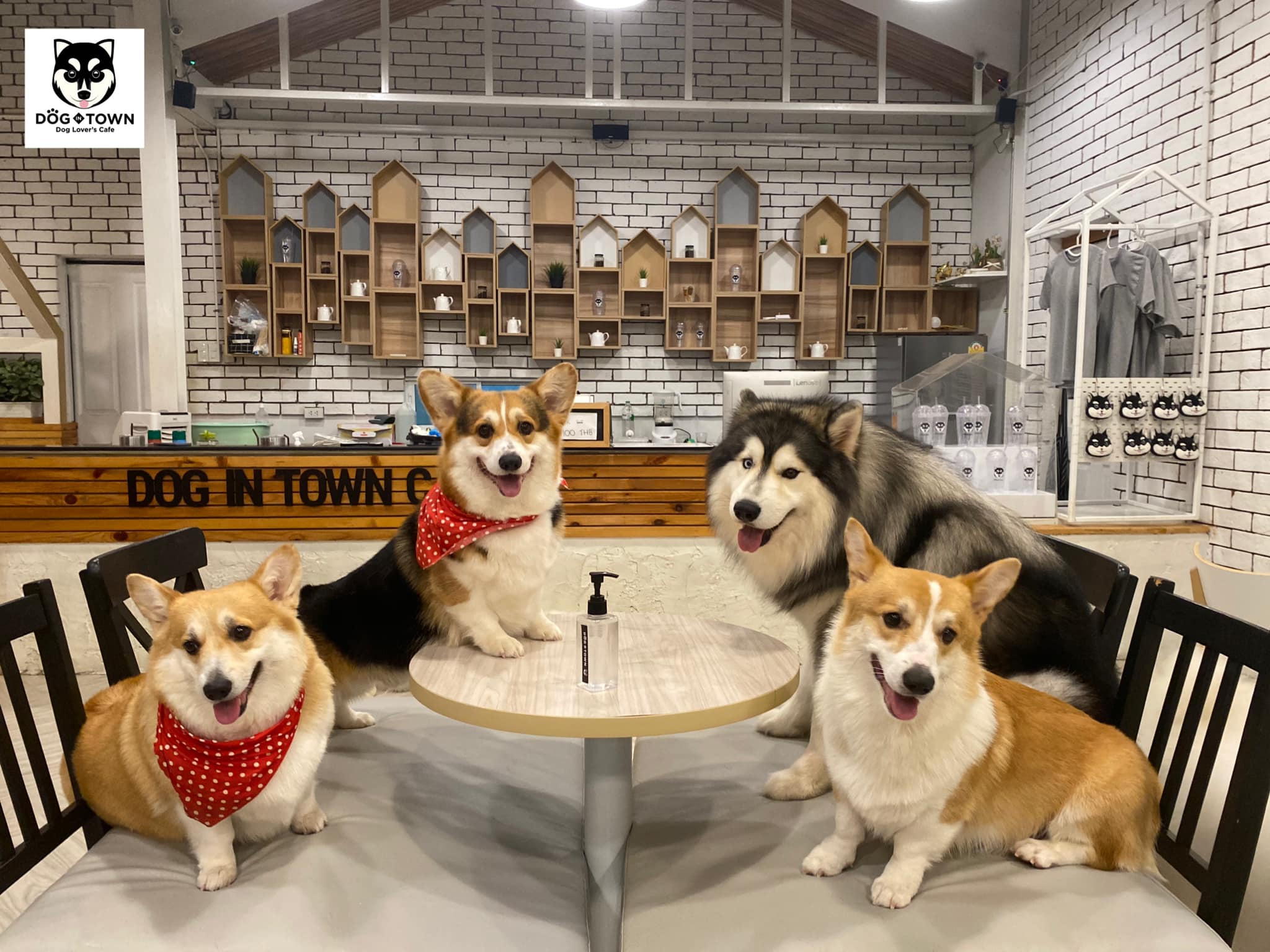 ด็อกอินทาวน์คาเฟ่ (Dog In Town Café) Pet Friendly Thailand