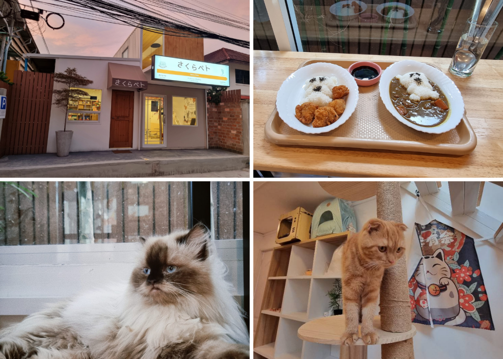 ซากุระ เพททู แคท คาเฟ่ (Sakura Petto Cat Cafe) กรุงเทพ