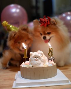 two little dog and cute birthday cake-ร้านเค้กสำหรับสัตว์เลี้ยง