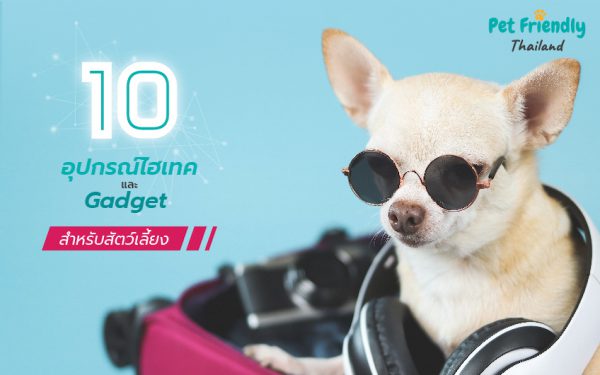 Chihuahua Dog wear glasses with gadgets 10 อุปกรณ์ไฮเทคสำหรับสัตว์เลี้ยง